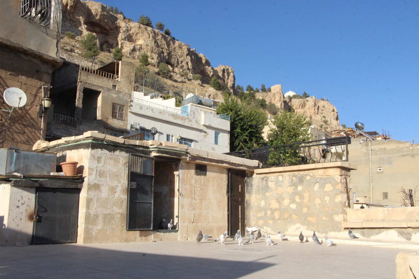 Kadim Kentin Kadim Mirası: Mardin güvercini