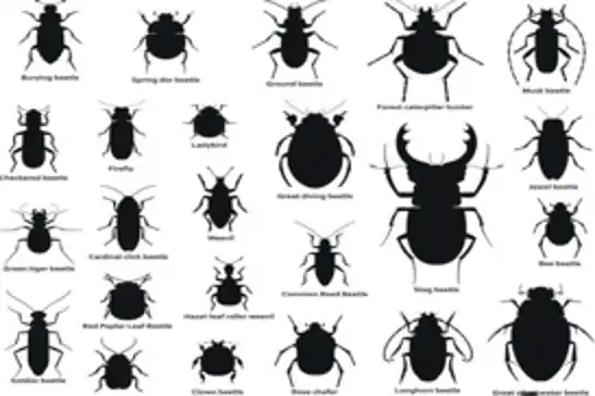 Bingöl İl Tarım ve Orman Müdürlüğü’nden "Siyah Böcekler" açıklaması
