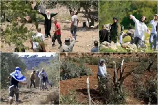 العصابات اليهودية تعيق قطاف الزيتون للفلسطينيين في الضفة الغربية