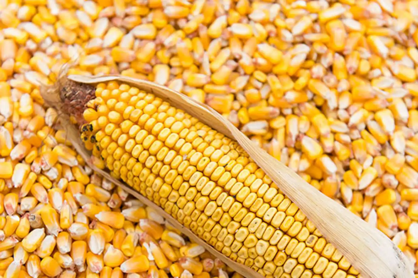 TİGEM, 1400 ton dane mısırı ihaleyle satışa sunacak TİGEM, 1400 ton dane mısırı ihaleyle satışa sunacak