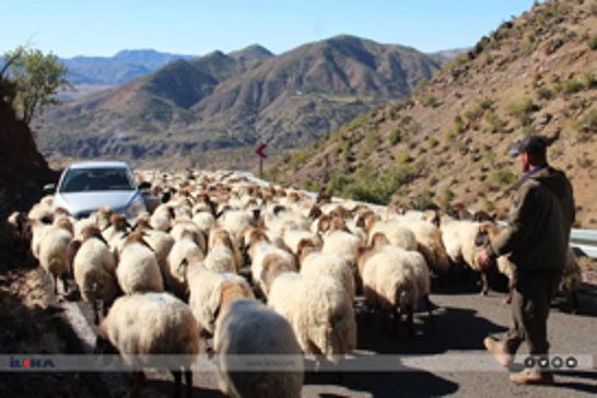 Koçeran dest bi koçberîyê kirin