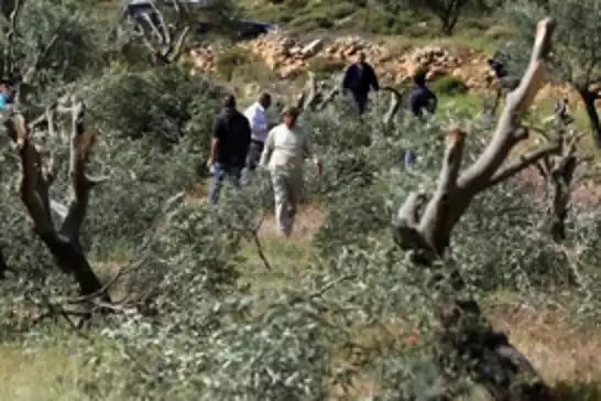 Yahudi çeteler Filistinlilerin zeytin ağaçlarını kesti