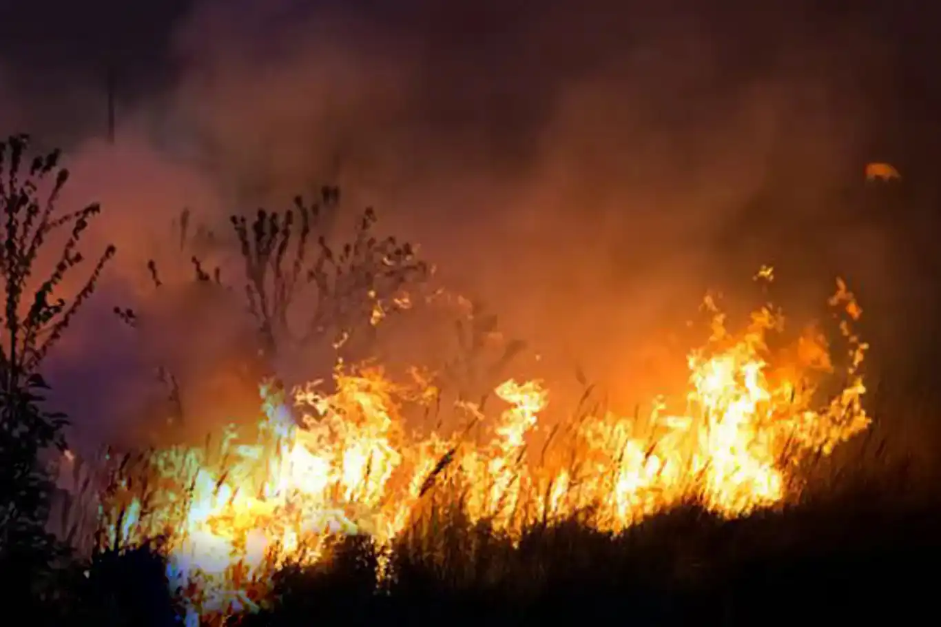 Hakkari'deki Nehil Sazlığı alevlere teslim oldu