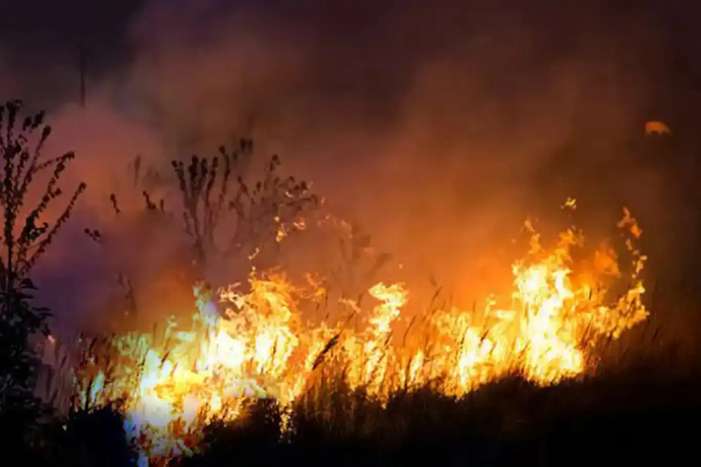 Zeviyên Nehil ên li Colemêrgê agir girt