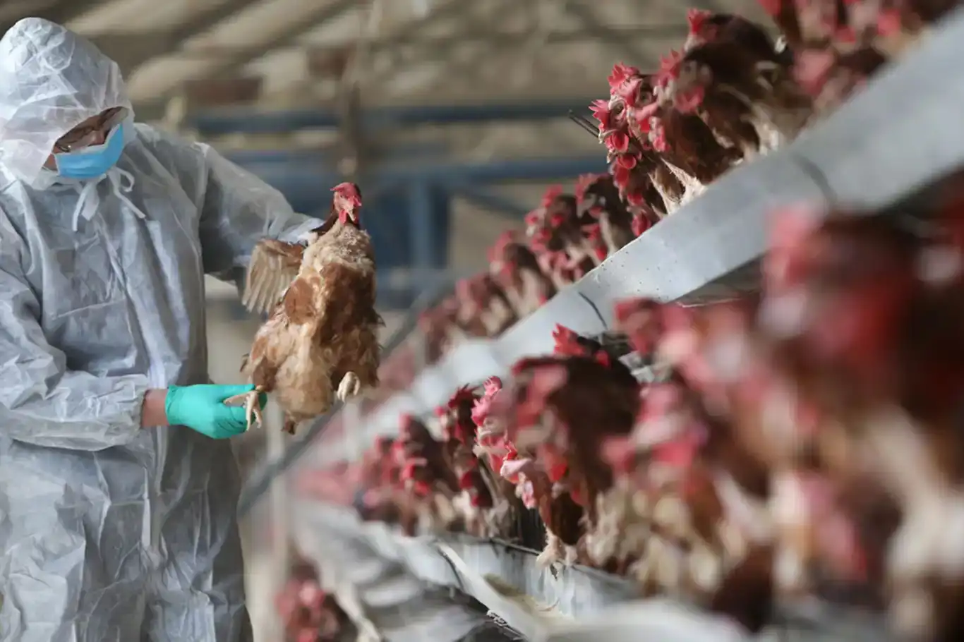Spain orders poultry indoors to contain rising bird flu threat