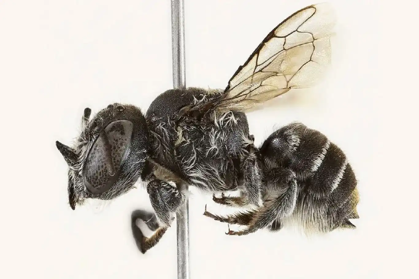 New horned bee species discovered in Western Australia