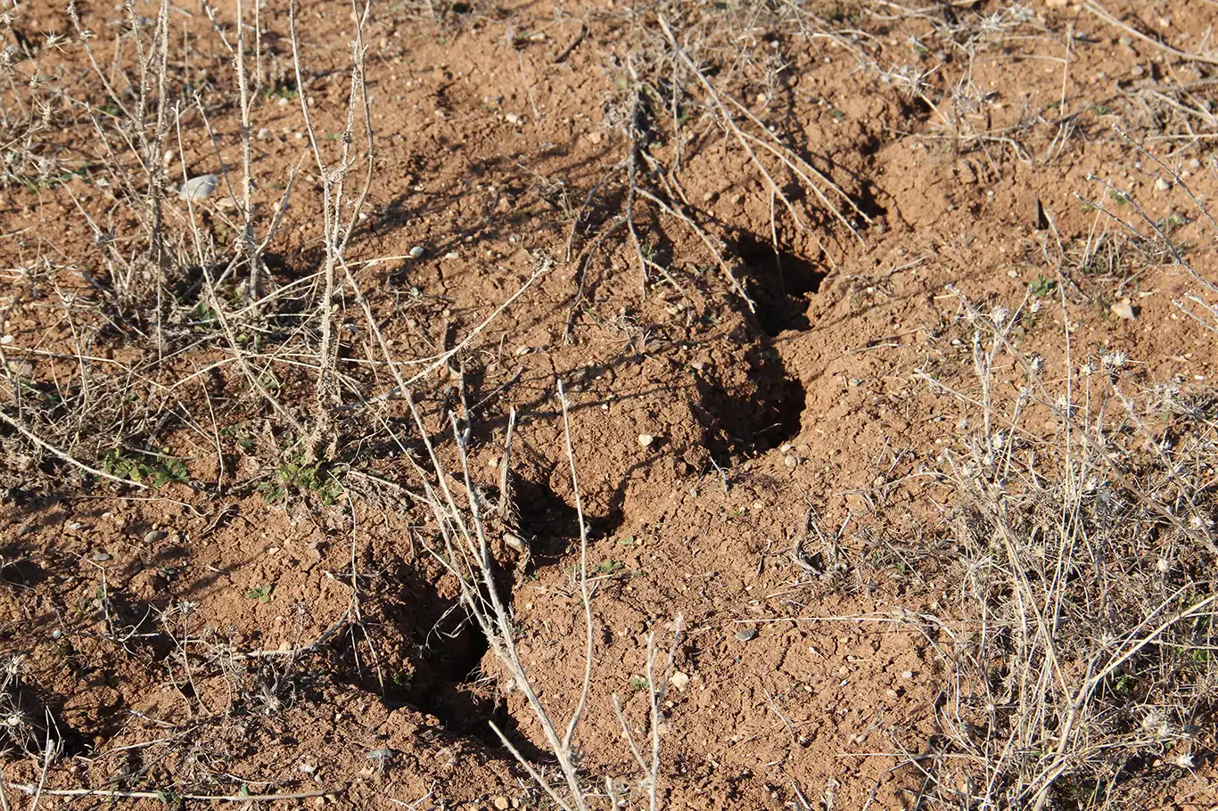 Ziraat Odası Başkanı Aydiş: Çiftçi tarlaya giremiyor, kuraklık büyük tehdit oluşturuyor