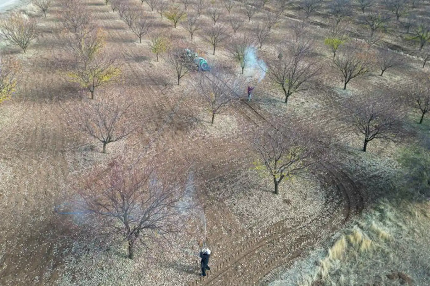 Malatya İl Tarım ve Orman Müdürlüğü'nden kayısı üreticilerine sonbahar uyarısı