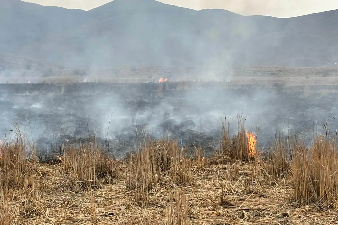 Bingöl'de anız yangını kısa sürede söndürüldü