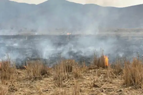 Bingöl'de anız yangını kısa sürede söndürüldü