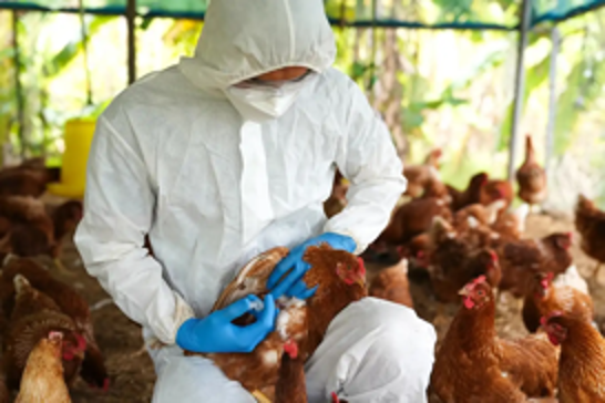 Spain orders nationwide poultry lockdown amid rising bird flu threat across Europe