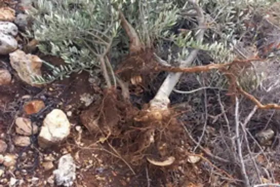 مستوطنون يقتلعون 135 شجرة زيتون في سلفيت ضمن اعتداءات متصاعدة