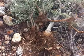 مستوطنون يقتلعون 135 شجرة زيتون في سلفيت ضمن اعتداءات متصاعدة