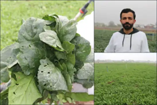 Ani dolu yağışı tarım alanlarında büyük zarara yol açtı, çiftçi destek bekliyor