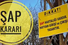 İstanbul'da şap karantinası