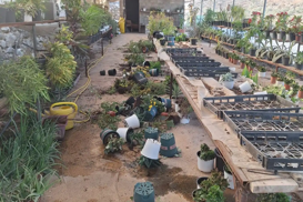 Israeli settlers launch new attack on Deir Sharaf, destroying Palestinian plant nursery