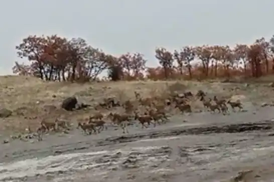 Tunceli kırsalında kalabalık dağ keçisi sürüsü görüntülendi
