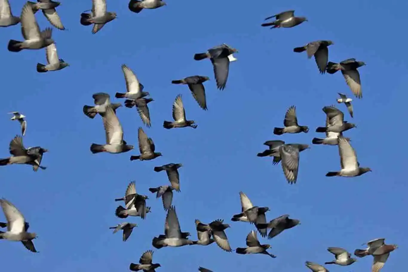 Russia unveils “bio-drone” pigeons equipped with brain chips