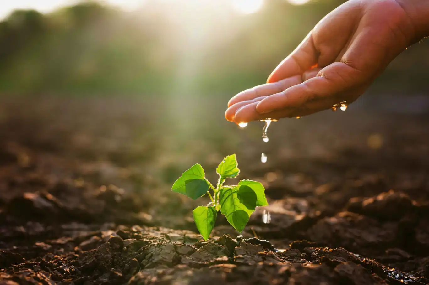 İklim krizi hububat ekimini geciktirdi