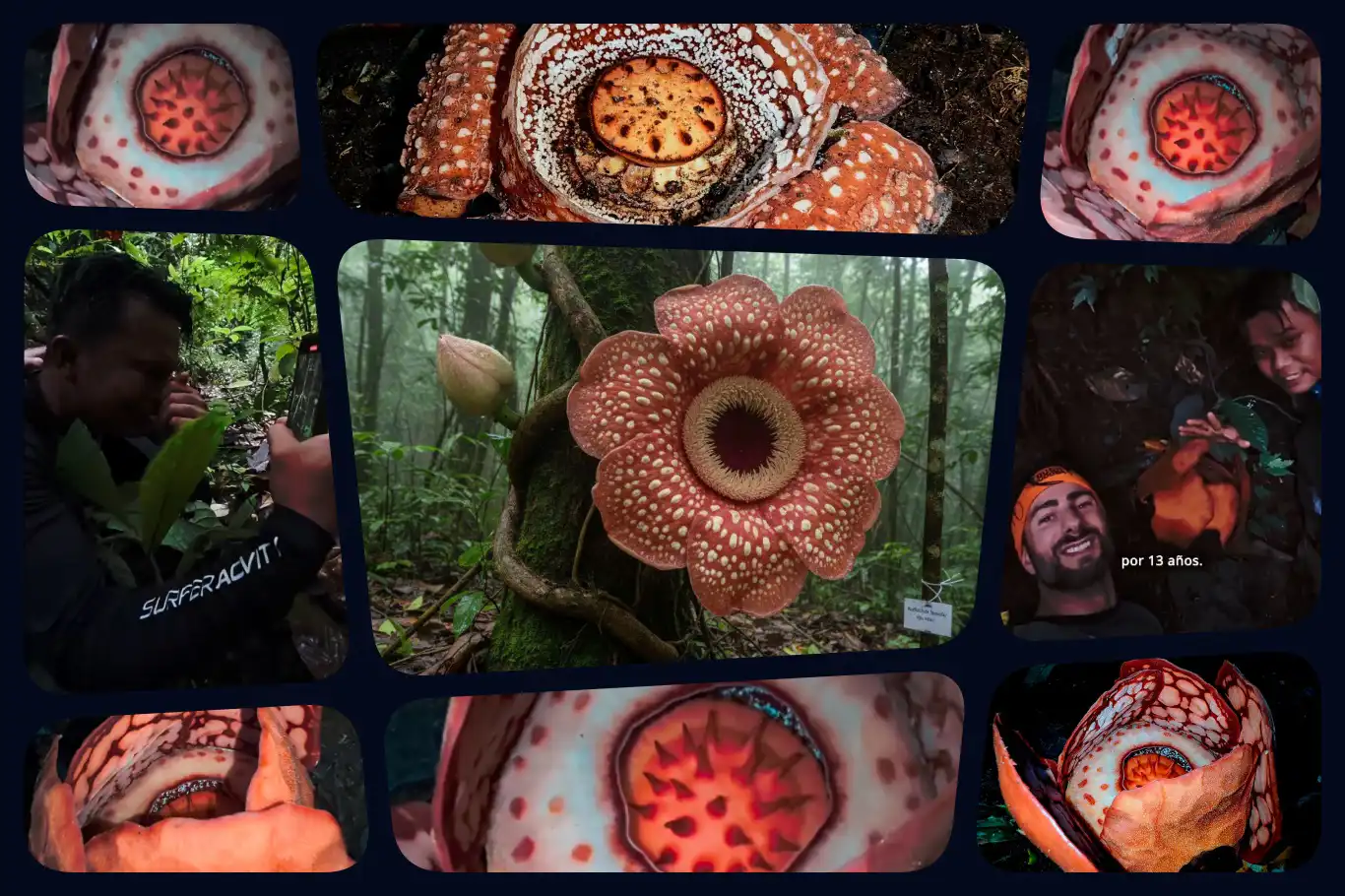 Critically endangered Rafflesia bloom documented in Philippine protected landscape