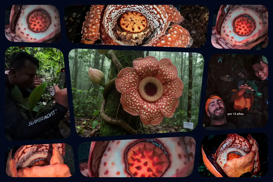 Critically endangered Rafflesia bloom documented in Philippine protected landscape