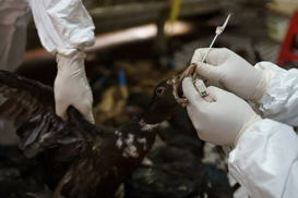 Bird flu poses pandemic risk potentially worse than COVID-19