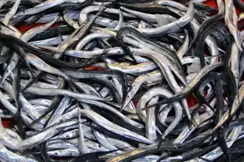 7 balık türü daha resmen tescil edildi