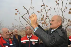 Siirt Fıstığında yanlış budama hem verimi bitiriyor hem zararlıları davet ediyor