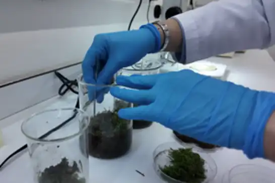 Tardigratlar insanlığın geleceğine ilham kaynağı oluyor