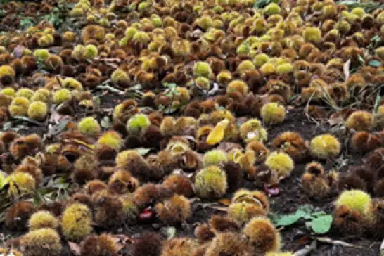 İzmir’de kestane hasadı: 240 ton ürün elde edildi