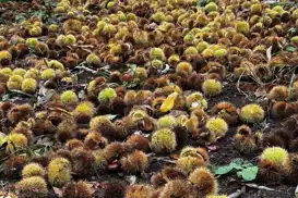 İzmir’de kestane hasadı: 240 ton ürün elde edildi