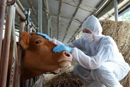 Bolu'da şap karantinası