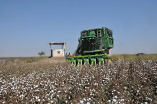 Çitçiler emeğinin karşılığını istiyor: Destek artarsa pamuk alanları büyüyecek