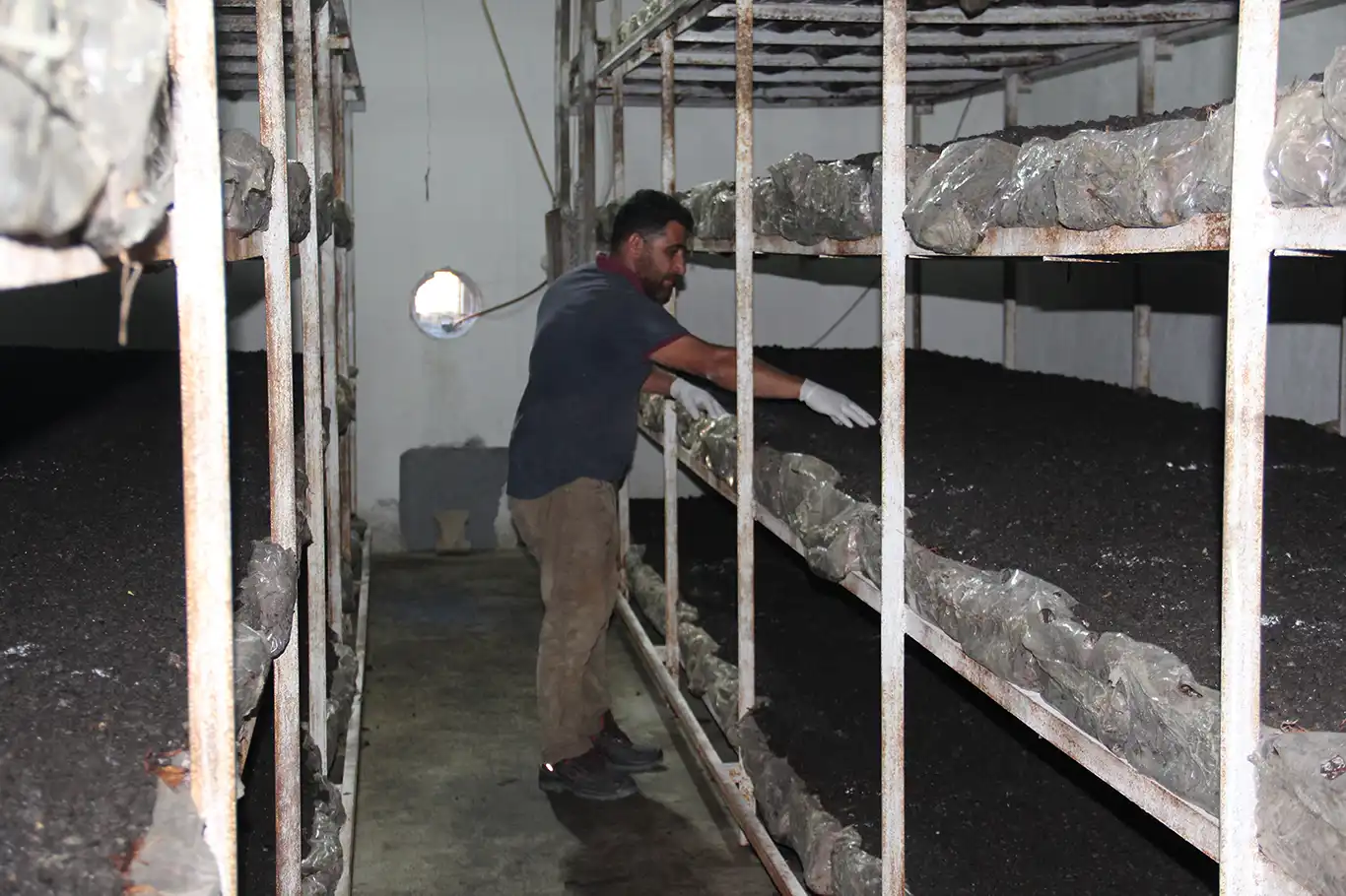 Batman'da eski inşaat işçisi kendi kültür mantarı tesisini kurdu