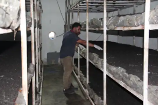 Batman'da eski inşaat işçisi kendi kültür mantarı tesisini kurdu