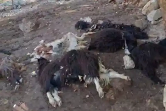 Batman'da kurt saldırısı: 10 keçi telef oldu