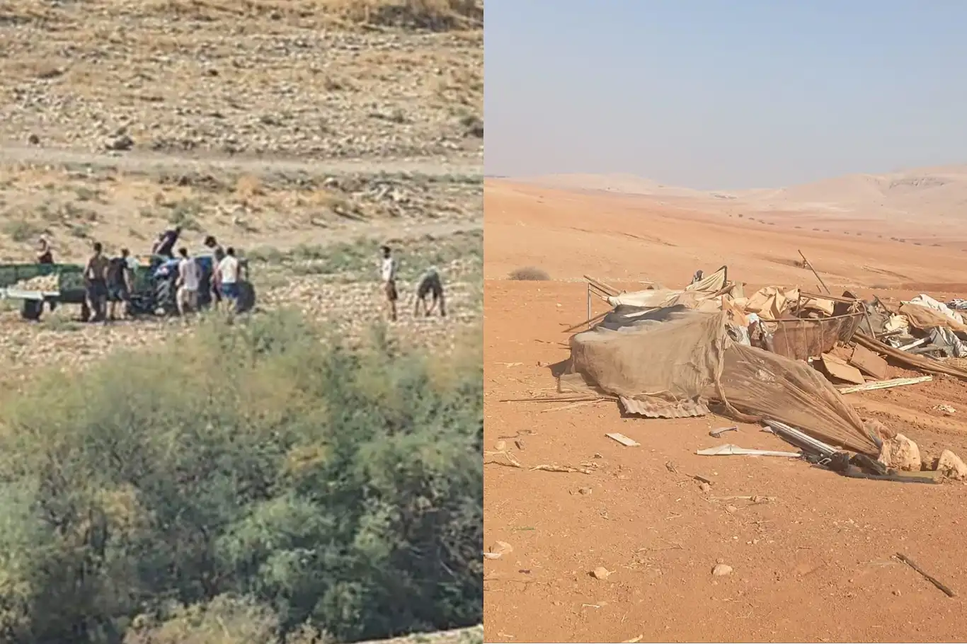 Siyonist yerleşimci çeteler, Filistinlilerin mahsüllerini çalıyor, arazilerine el koyuyor