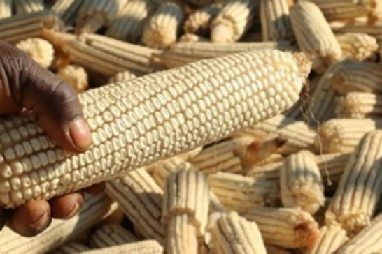 Malawi faces deepening hunger crisis as 4 million confront acute food insecurity