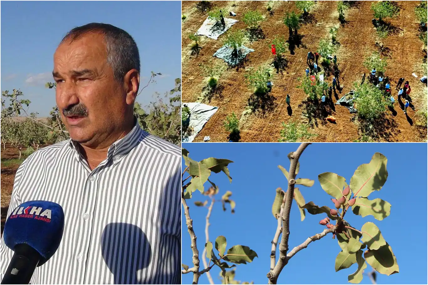 Şırnak'ta fıstık hasadı: Fıstık bahçeleri üreticilere yeni gelir kapısı açtı