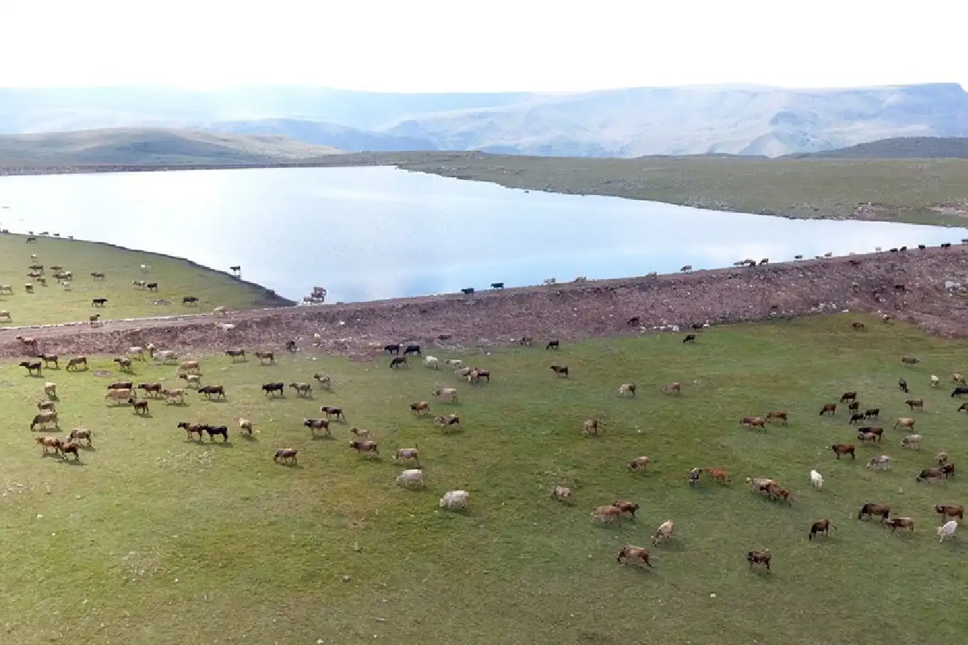 Erzurum’da gölet yapımıyla hayvancılığa destek sağlanıyor