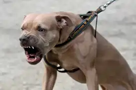 Ankara'da pitbull dehşeti: 2 küçük kardeş saldırıya uğradı