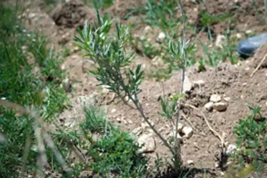 Alternatif yem kaynağı: Tuz çalısı