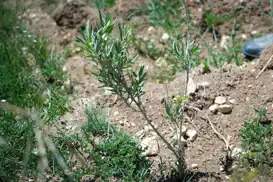 Alternatif yem kaynağı: Tuz çalısı