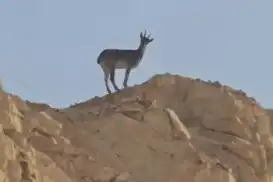Siirt–Şırnak sınır hattında yaban hayatının zenginliği bir kez daha gözler önüne serildi