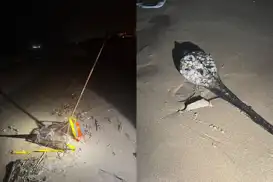 Ordu’da kum şırlanı avcılığı yapanlara ceza uygulandı