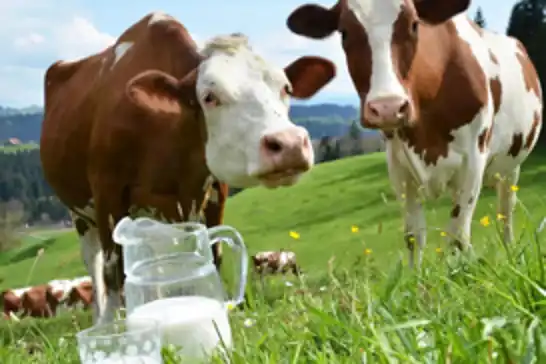 Ekimde toplanan inek sütü 895 bin ton oldu