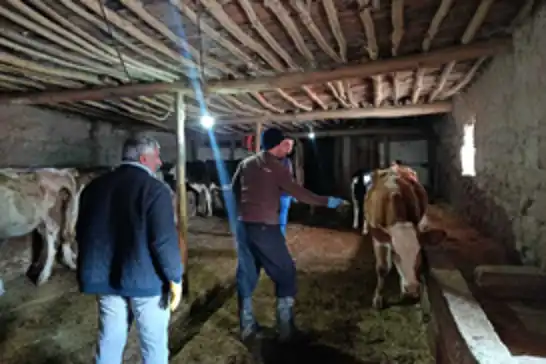 Konya’nın ilçelerinde şap ve brusella aşılamaları sürüyor