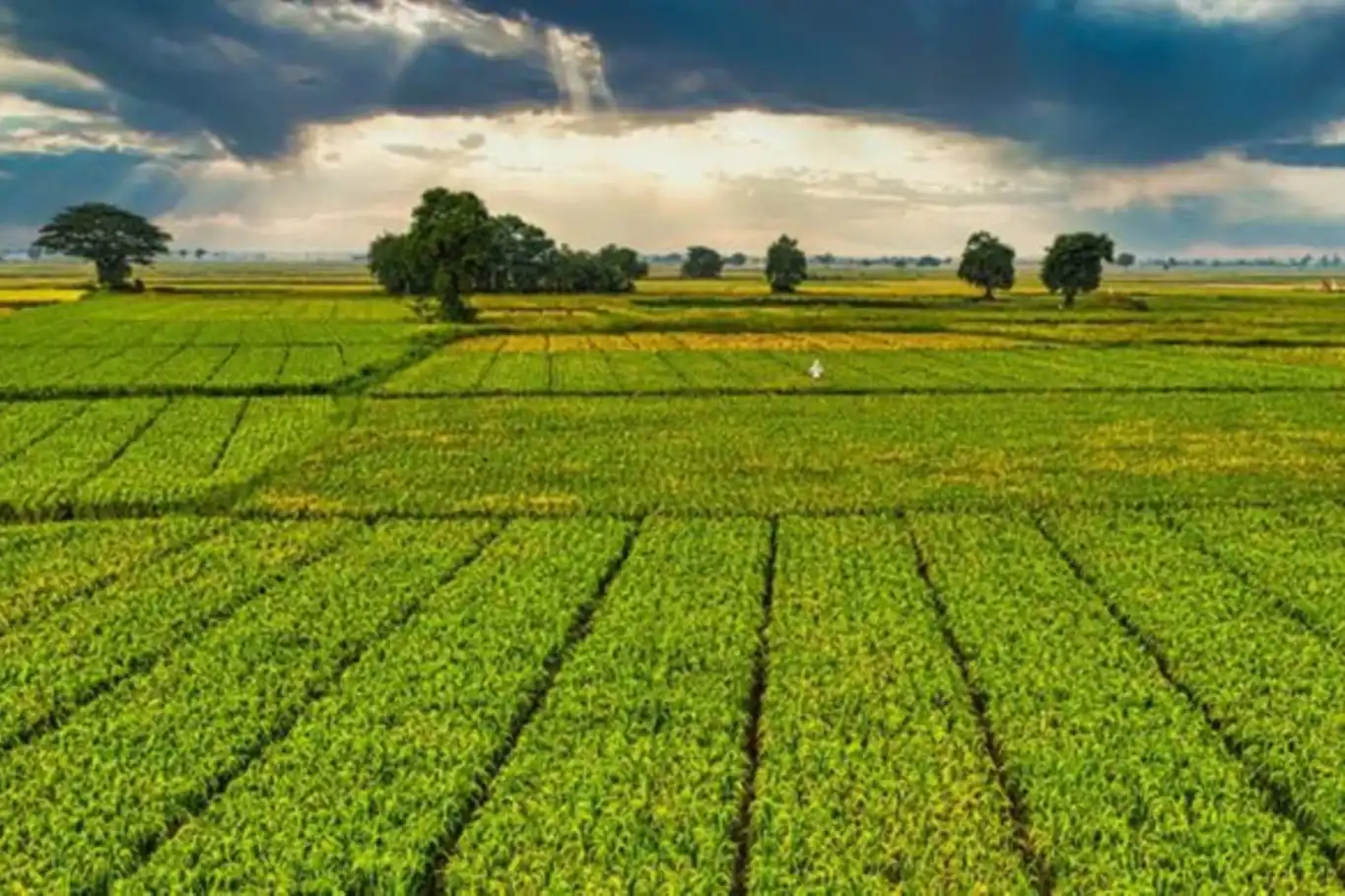Bir milyar 46 milyon liralık tarımsal destek ödemeleri çiftçinin hesabına yatırılacak