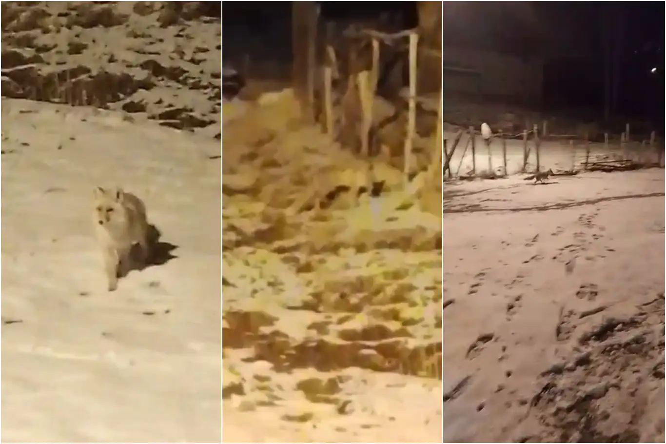 Kar altında aç kalan anne tilki ve yavrusu köye indi