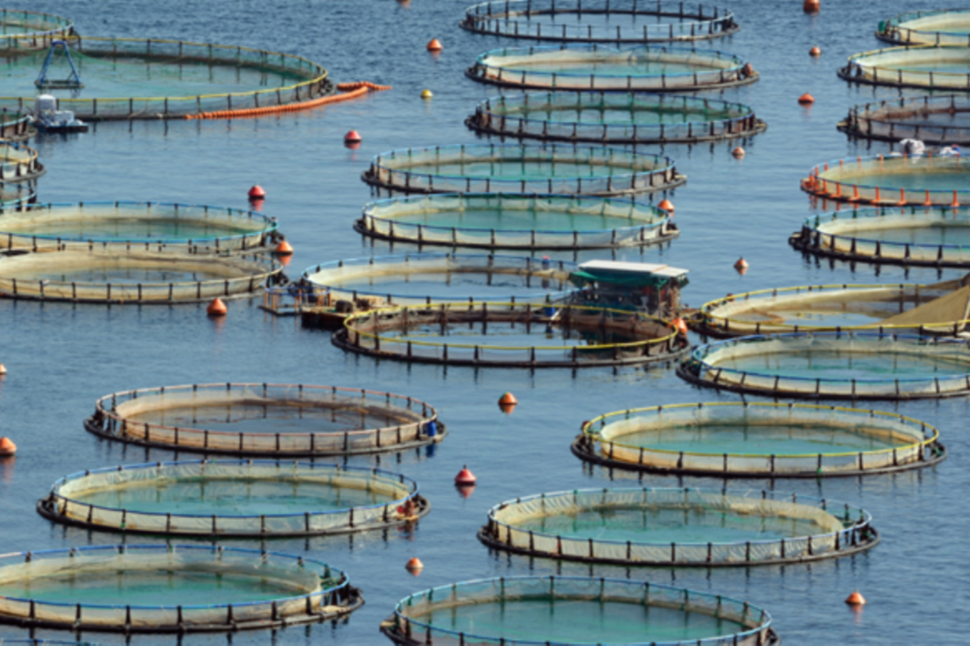 Bakan Yumaklı: Türkiye, su ürünleri avcılığı ve yetiştiriciliğinde bölgesinde lider konumda